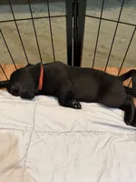Red, a male Labrador Retriever for sale in Ashland, MO – 4 of 10