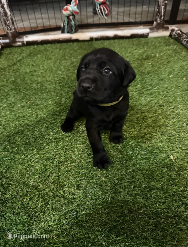 Yellow – Labrador Retriever puppy for sale in Ashland, MO