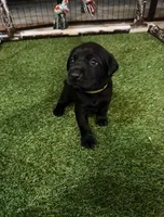 Yellow, a male Labrador Retriever for sale in Ashland, MO – 1 of 10