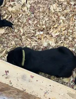 Chartreuse, a female Labrador Retriever for sale in Ashland, MO – 9 of 9