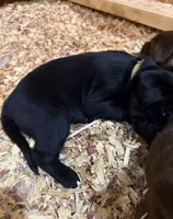 Chartreuse, a female Labrador Retriever for sale in Ashland, MO – 3 of 9