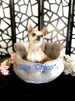 Papa, a male French Bulldog and Chihuahua for sale in Lees Summit, MO – 3 of 5