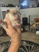Rosco, a male French Bulldog and Chihuahua for sale in Lees Summit, MO – 3 of 5