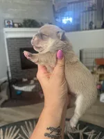 Rosco, a male French Bulldog and Chihuahua for sale in Lees Summit, MO – 2 of 5