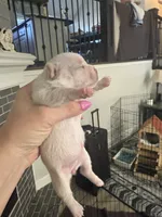 Skye, a female French Bulldog and Chihuahua for sale in Lees Summit, MO – 2 of 3