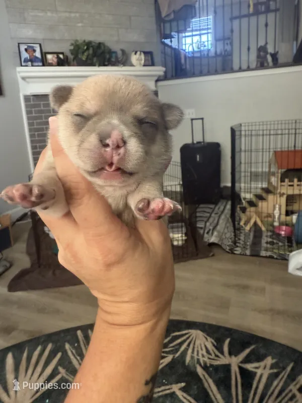 Rosco – French Bulldog, Chihuahua puppy for sale in Lees Summit, MO