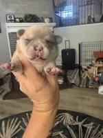 Rosco, a male French Bulldog and Chihuahua for sale in Lees Summit, MO – 1 of 5