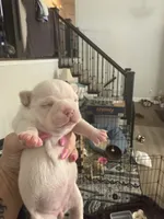 Papa, a male French Bulldog and Chihuahua for sale in Lees Summit, MO – 2 of 5