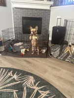 Skye, a female French Bulldog and Chihuahua for sale in Lees Summit, MO – 3 of 3
