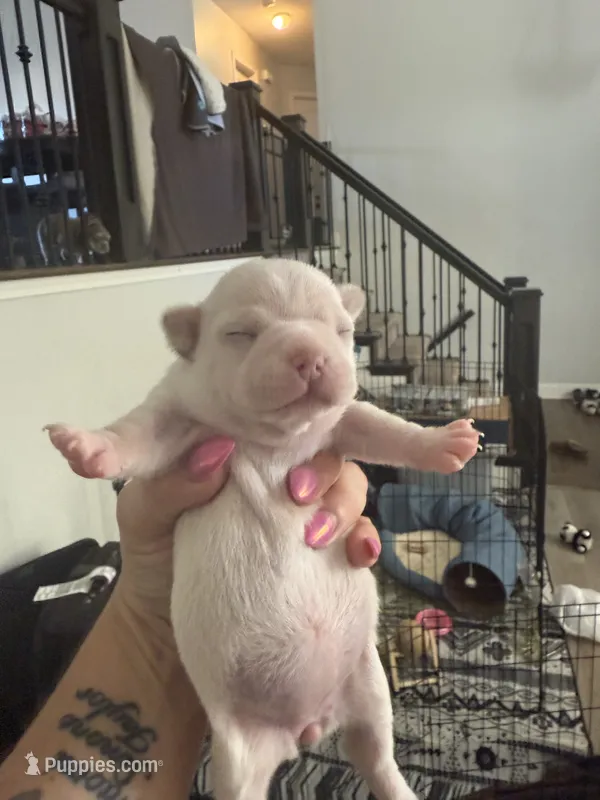 Papa – French Bulldog, Chihuahua puppy for sale in Lees Summit, MO