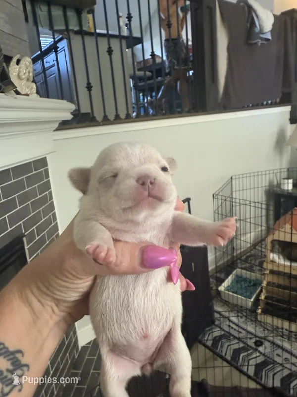 Skye – French Bulldog, Chihuahua puppy for sale in Lees Summit, MO