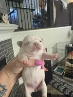 Skye, a female French Bulldog and Chihuahua for sale in Lees Summit, MO – 1 of 3