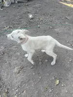 Snowball, a female Chihuahua for sale in Marshfield, MO – 2 of 2