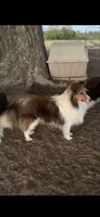 Flash, a male Shetland Sheepdog for sale in Weatherford, TX – 5 of 5