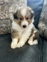 Bubba, a male Shetland Sheepdog for sale in Weatherford, TX – 1 of 5