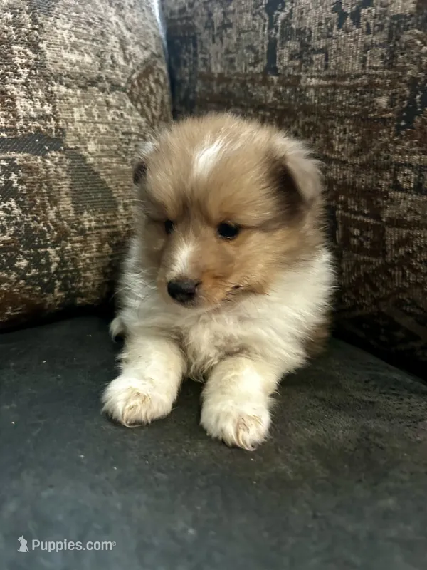 Flash – Shetland Sheepdog puppy for sale in Weatherford, TX