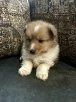 Flash, a male Shetland Sheepdog for sale in Weatherford, TX – 1 of 5