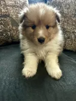 Flash, a male Shetland Sheepdog for sale in Weatherford, TX – 3 of 5