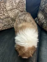 Bubba, a male Shetland Sheepdog for sale in Weatherford, TX – 3 of 5