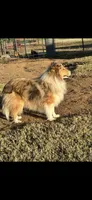 Flash, a male Shetland Sheepdog for sale in Weatherford, TX – 4 of 5