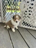 Bubba, a male Shetland Sheepdog for sale in Weatherford, TX – 2 of 5