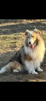 Bubba, a male Shetland Sheepdog for sale in Weatherford, TX – 4 of 5