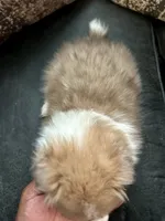 Flash, a male Shetland Sheepdog for sale in Weatherford, TX – 2 of 5
