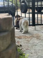 Chanel, a female Poodle - Standard  for sale in Richmond, VA – Photo 3 of 4