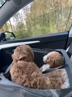 Chanel, a female Poodle - Standard  for sale in Richmond, VA – Photo 4 of 4