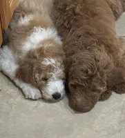 Chanel, a female Poodle - Standard  for sale in Richmond, VA – Photo 2 of 4