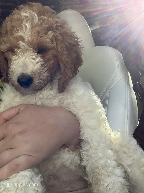 Chanel – Poodle - Standard  puppy for sale in Richmond, VA