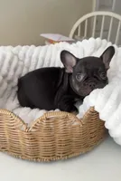 chocolate and tan boy, a male French Bulldog for sale in Buford, GA – Photo 2 of 3