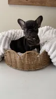 chocolate and tan boy, a male French Bulldog for sale in Buford, GA – Photo 3 of 3