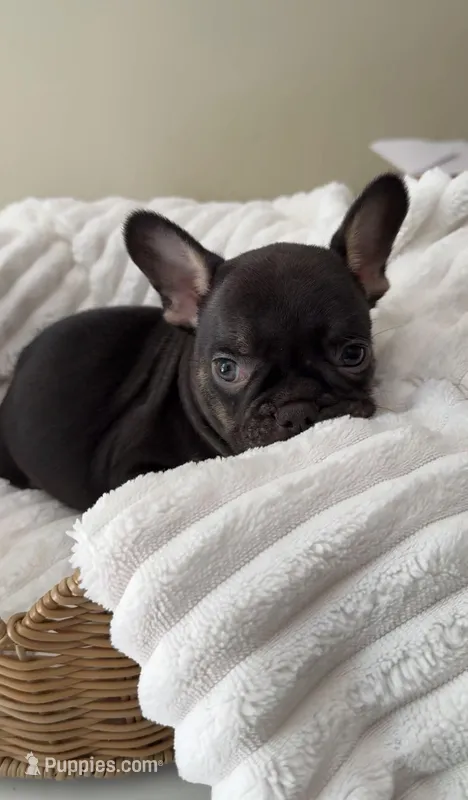 chocolate and tan boy – French Bulldog puppy for sale in Buford, GA