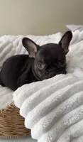 chocolate and tan boy, a male French Bulldog for sale in Buford, GA – Photo 1 of 3