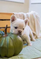 All white fluffy frenchie, a male French Bulldog for sale in Buford, GA – 2 of 2