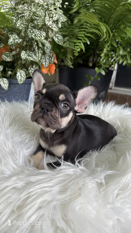 choclate and tan  – French Bulldog puppy for sale in Buford, GA