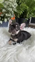 choclate and tan , a male French Bulldog for sale in Buford, GA – 1 of 3