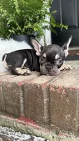 choclate and tan , a male French Bulldog for sale in Buford, GA – 3 of 3