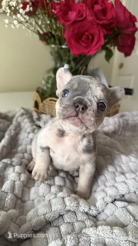 merle male frenchie  – French Bulldog puppy for sale in Buford, GA