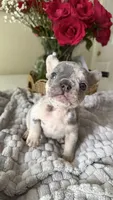 merle male frenchie , a male French Bulldog for sale in Buford, GA – Photo 1 of 3