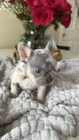 merle male frenchie , a male French Bulldog for sale in Buford, GA – Photo 3 of 3