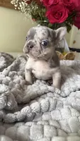 merle male frenchie , a male French Bulldog for sale in Buford, GA – Photo 2 of 3
