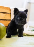 solid black frenchie , a female French Bulldog for sale in Buford, GA – 1 of 2