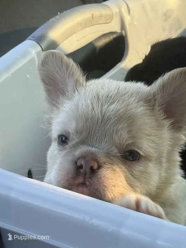 All white fluffy frenchie – French Bulldog puppy for sale in Buford, GA