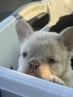 All white fluffy frenchie, a male French Bulldog for sale in Buford, GA – 1 of 2