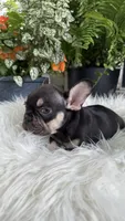 choclate and tan , a male French Bulldog for sale in Buford, GA – 2 of 3