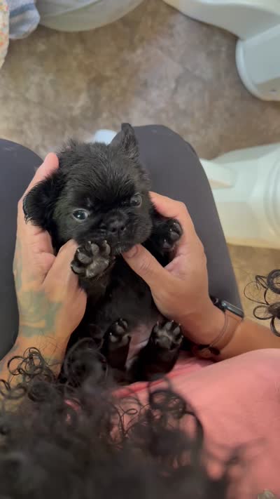 solid black frenchie , a female French Bulldog for sale in Buford, GA – 2 of 2