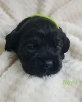 AKC REMI, a male Cocker Spaniel for sale in Holden, MO – Photo 3 of 3