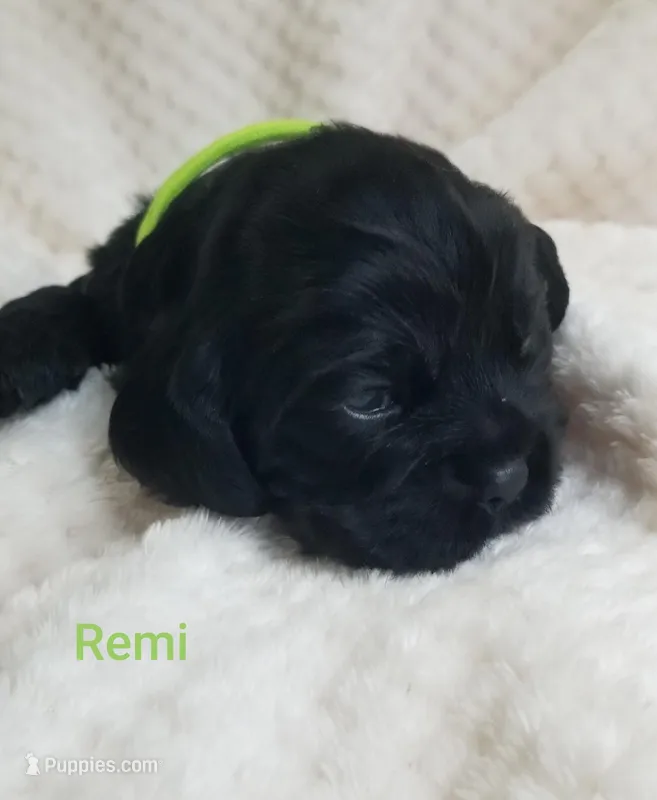 AKC REMI